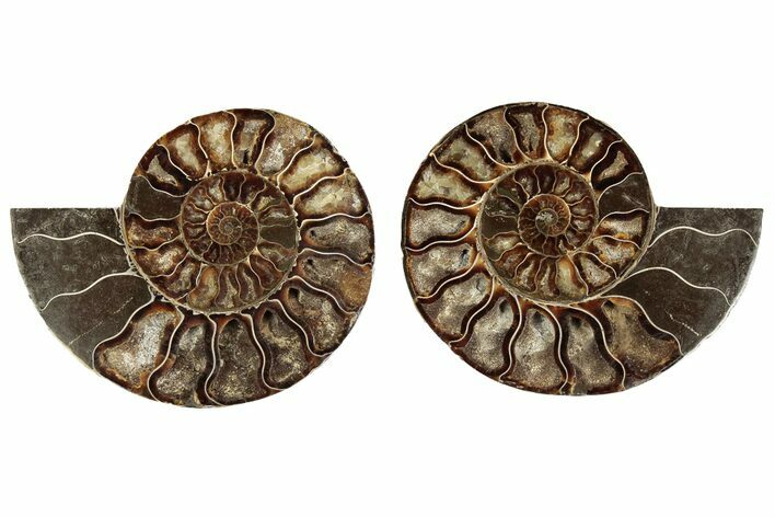 6.25" Cut & Polished, Agatized Ammonite Fossil - Madagascar